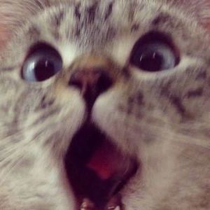 Meet your Posher, Ellenn